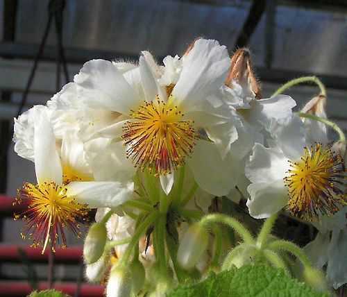 Sparmannia africana African Linden seeds