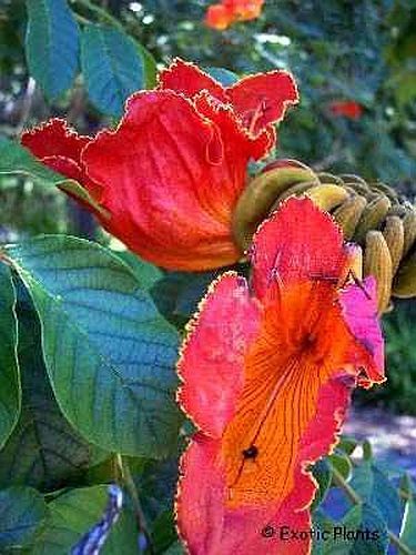 Spathodea campanulata african tulip tree seeds