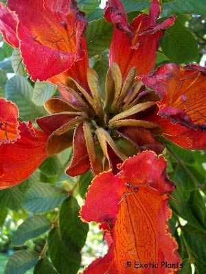 Sementes de árvore de tulipa africana Spathodea campanulata