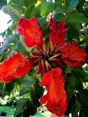 Spathodea campanulata african tulip tree seeds