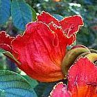 Spathodea campanulata ?rbol africano de tulip?n semillas