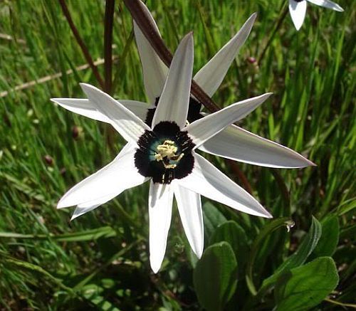 Spiloxene capensis white golden star seeds