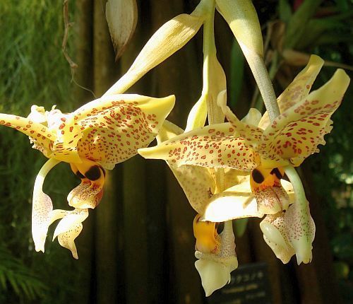 Stanhopea graveolens orchid seeds