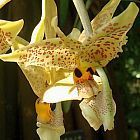 Stanhopea graveolens Orchideen Samen