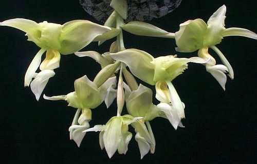 Stanhopea inodora green orchid seeds