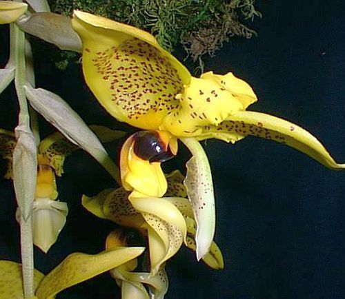 Stanhopea inodora green with dark eye spot orchid seeds