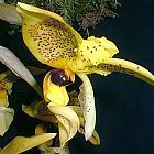 Stanhopea inodora green with dark eye spot semi orchidea