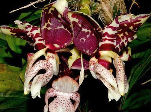 Stanhopea nigroviolacea orchid seeds