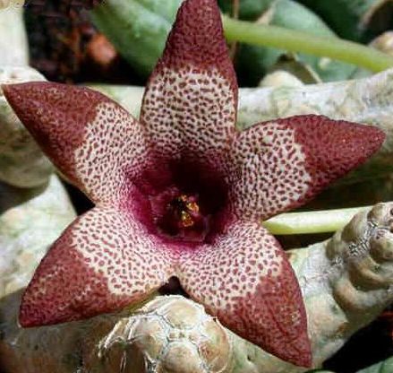 Stapelia aperta syn: Tromotriche aperta seeds