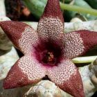 Stapelia aperta syn: Tromotriche aperta seeds