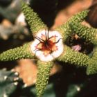 Stapelia flavopurpurea Ascleps Samen