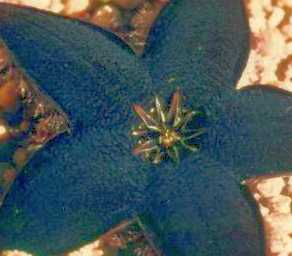 Stapelia gemmiflora asclepiads seeds