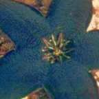 Stapelia gemmiflora Ascleps Samen