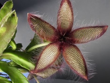 Stapelia gettleffii Carrion flower seeds