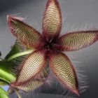 Stapelia gettleffii Carrion flower seeds