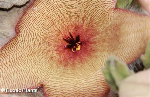 Stapelia gigantea Carrion Flower seeds