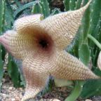 Stapelia gigantea