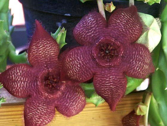 Stapelia grandiflora Carrion Plant - Starfish Flower - Starfish Cactus seeds