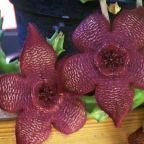 Stapelia grandiflora  Carrion Plant - Starfish Flower - Starfish Cactus seeds