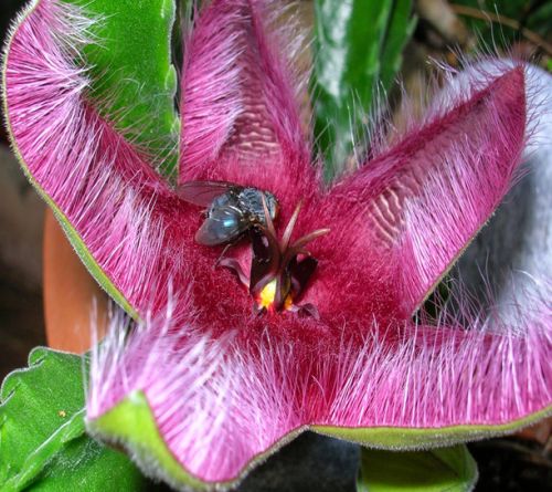 Stapelia hirsuta Starfish flower - Carrion plant seeds