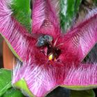 Stapelia hirsuta Carrion plant graines