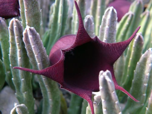 Stapelia leendertziae carrion flower seeds