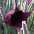 Stapelia leendertziae  semillas