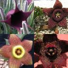 Stapelia mix Stapelia mix seeds