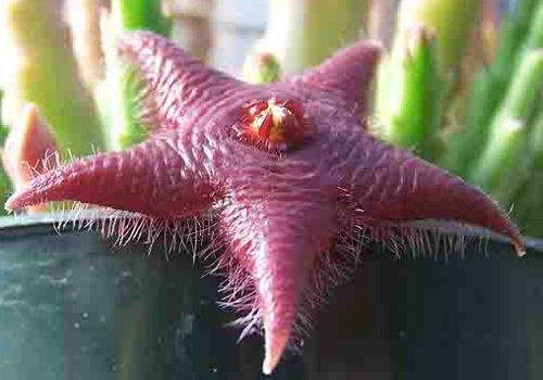 Stapelia paniculata ssp scitula Stapeliad seeds