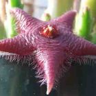 Stapelia paniculata ssp scitula Ascleps Samen