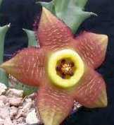 Stapelia revoluta asclepiads seeds