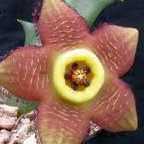 Stapelia revoluta  cемян