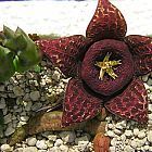 Stapelia variegata