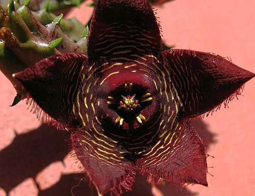 Stapelia veluta desert orchid succulent seeds