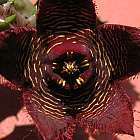 Stapelia veluta  semillas