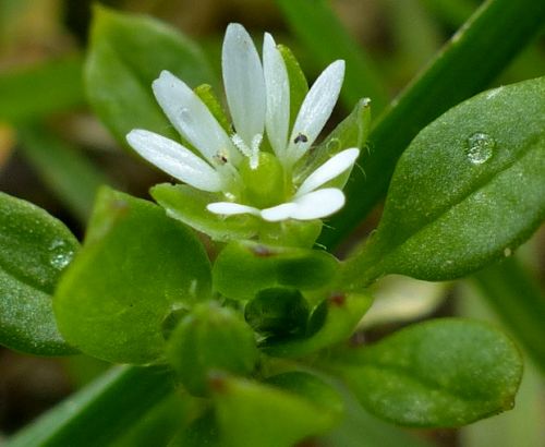 Stellaria media Common Chickweed seeds