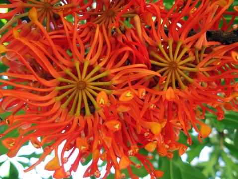 Stenocarpus sinuatus Firewheel Tree seeds