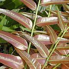 Stenochlaena palustris Miding Fern seeds