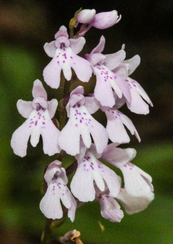 Stenoglottis linearis Orchid seeds