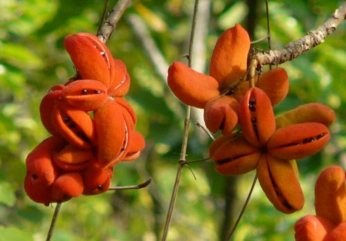 Sterculia villosa Hairy Sterculia - Elephant rope tree seeds