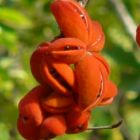 Sterculia villosa  semi