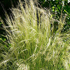 Stipa capillata Bridal Veil Miscanthus sinensis Early Hybrids seeds