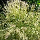 Stipa tenuissima Pony Tails Thuya de Chine graines