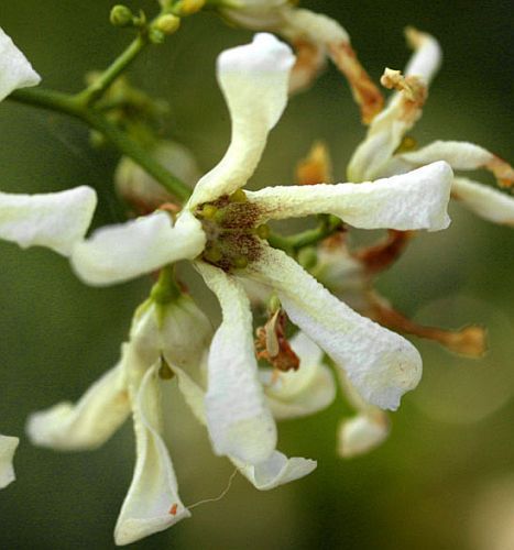 Stomatostemma monteiroae caudiciform seeds