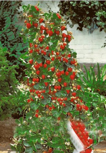 Strawberry Giant Red Climbing Strawberry Giant Climbing seeds