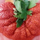 Strawberry Giant Riesen-Erdbeere Samen