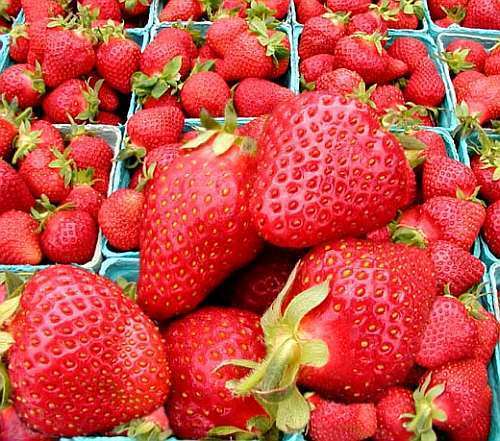 Strawberry Red strawberry seeds