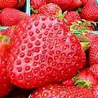 Strawberry Red Erdbeeren Samen