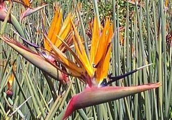 Strelitzia juncea Crane flower seeds