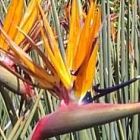 Strelitzia juncea